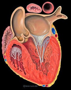 Aspects cliniques et thérapeutiques